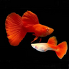 Albino Red Moscow Guppy