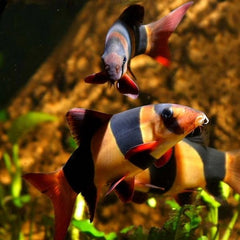 Clown Loach