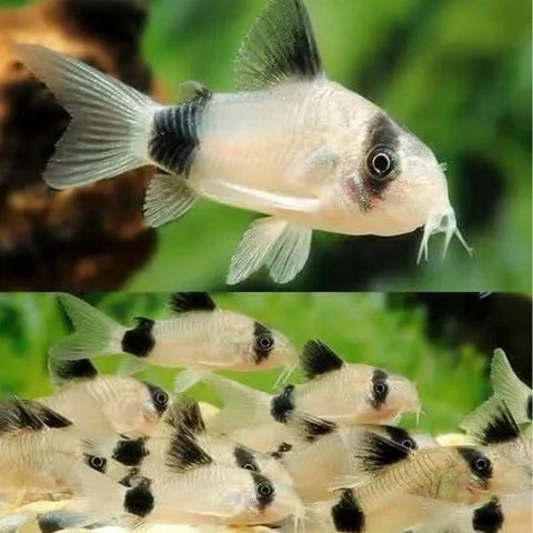 Albino Corydora Catfish – Pack Of 6 Live Freshwater Fish, 0.75–1 Inch, Tropical