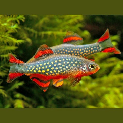 Galaxy Rasbora