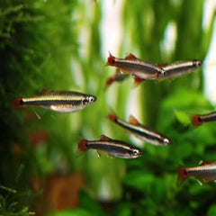 White Cloud Mountain Minnow