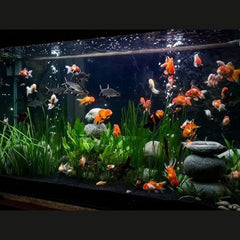 Panda Oranda Goldfish 8cm