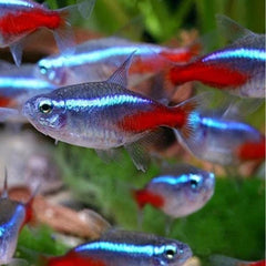 Neon Tetra