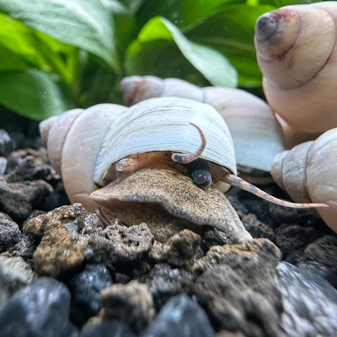 White Wizard Snails