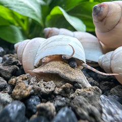 White Wizard Snails