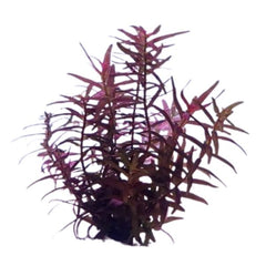 Rotala Macrandra 'narrow leaf' - Growow Tc Plant