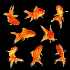 Red Gold Fish 6cm