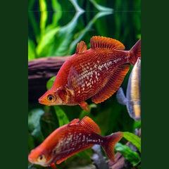 Scarlet Rainbowfish