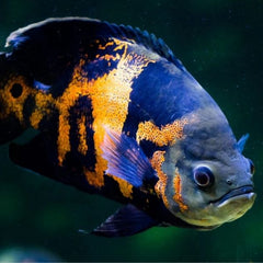 Tiger Oscar Fish 10cm