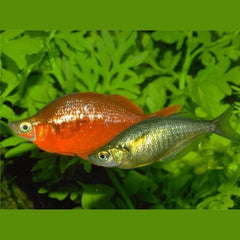 Scarlet Rainbowfish