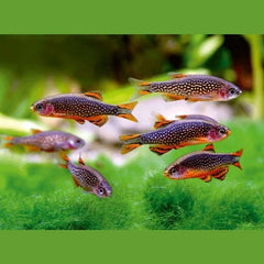 Galaxy Rasbora