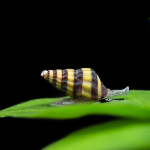 Assassin Snails
