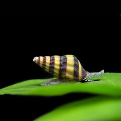 Assassin Snails