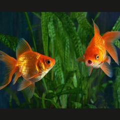 Panda Oranda Goldfish 8cm