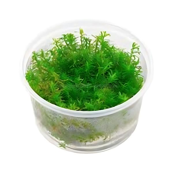 Rotala Rotundifolia ‘Wayanad’ - Growow Tc Plant