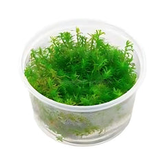Rotala Rotundifolia ‘Wayanad’ - Growow Tc Plant