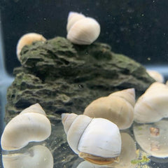 White Wizard Snails