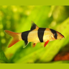 Clown Loach