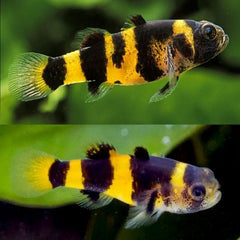 Bumblebee Goby Fish 3cm
