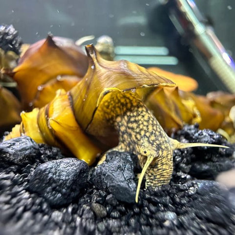 Pagoda Snails