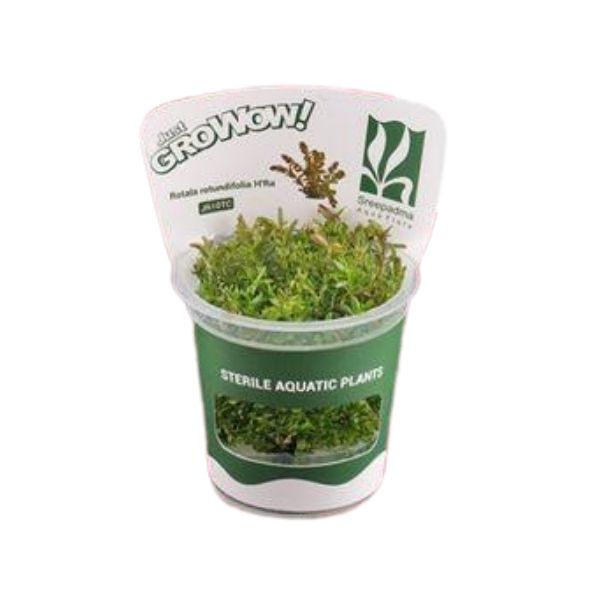 Rotala rotundifolia HRA - Growow Tc Plant