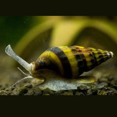 Assassin Snails