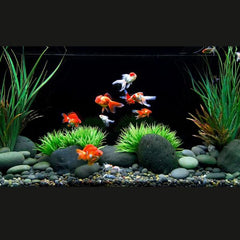 Panda Oranda Goldfish 8cm