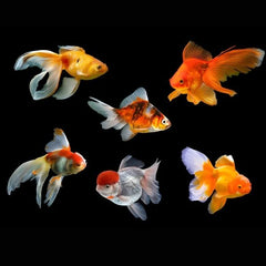 Ryukin Goldfish 6cm