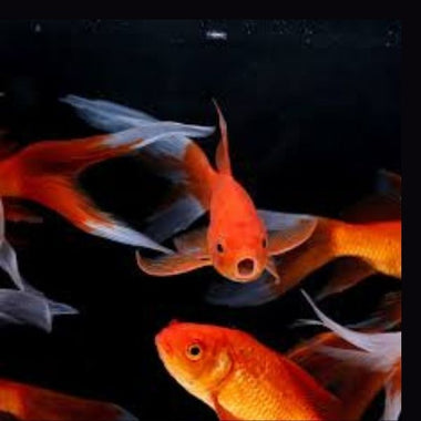 Red Gold Fish
