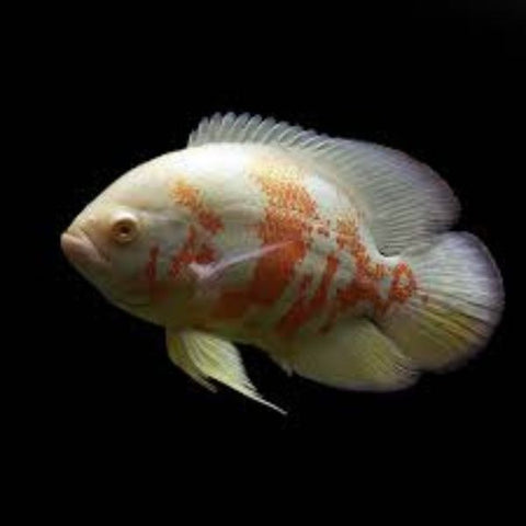 Polar Blue Parrot Cichlid LM Pet Shop Polar Blue Parrot Cichlid LM Pet Shop