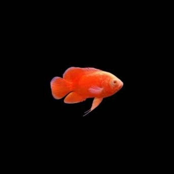 Chilli Red Oscar Fish 10cm