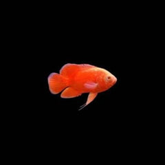Chilli Red Oscar Fish 10cm