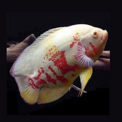 ALBINO TIGER OSCAR 7cm