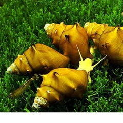 Pagoda Snails