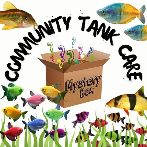 Mystery Box - Community Fish Care