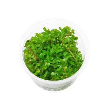 Rotala rotundifolia 'Green' - Growow Tc Plant