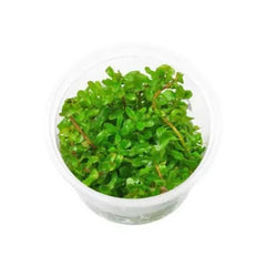 Rotala rotundifolia 'Green' - Growow Tc Plant