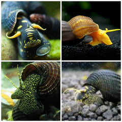 Pagoda Snails