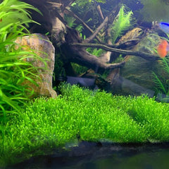 Riccia fluitans - Growow Tc Plant