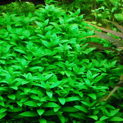 Staurogyne repens - Growow Tc Plant