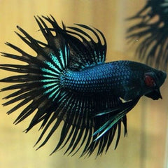 Black King Crowntail Betta Fish