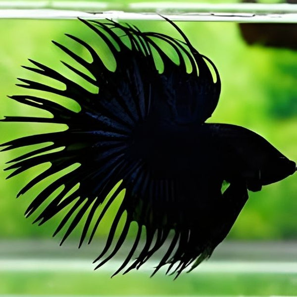 Betta