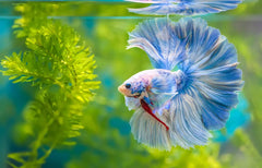 Sunken Garden Betta Water Conditioner