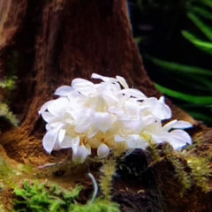 Bucephalandra sp. 'White' - Growow Tc plant