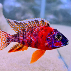 OB Peacock Cichlid 8cm