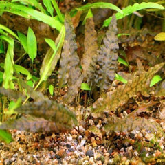 Cryptocoryne wendtii - Growow Tc Plant