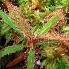 Drosera adelae - Growow Tc plant
