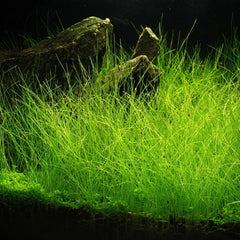 Tici - Eleocharis Acicularis
