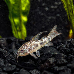 Peppered Cory Catfish