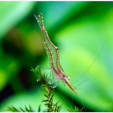 Red Nose Shrimp